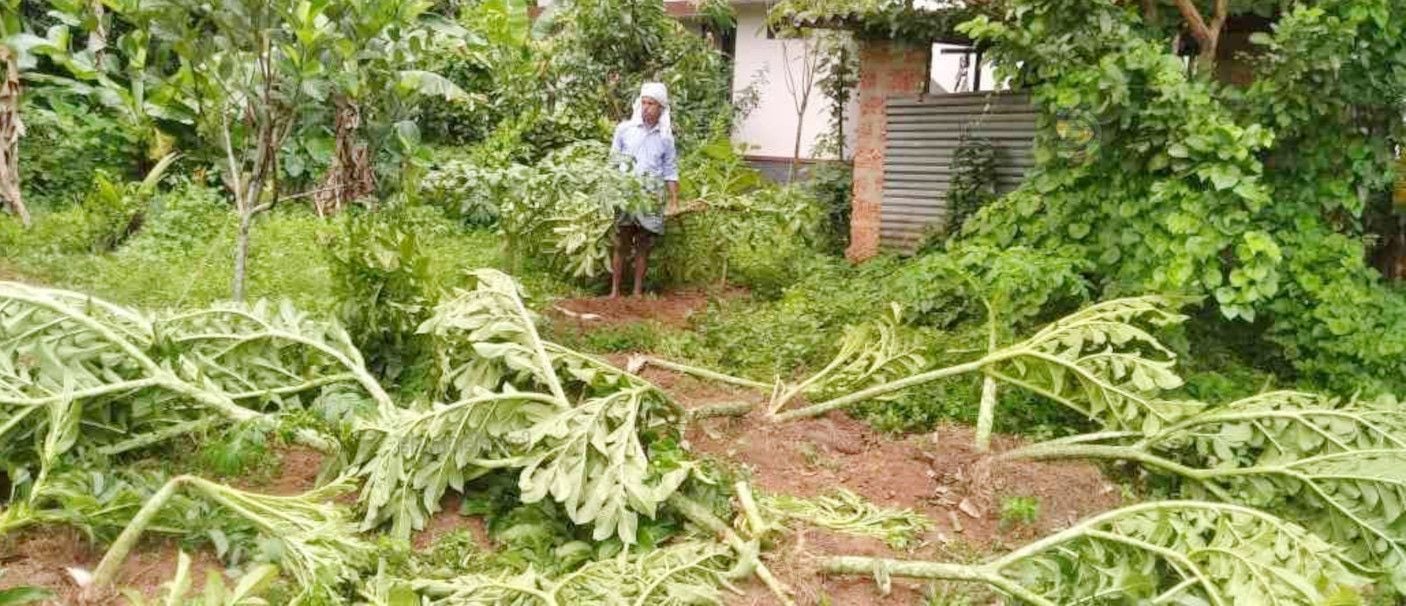 കോവൂർ അരിനല്ലുർ നെടുതറയിൽ സോമൻ്റെ തോട്ടത്തിലെ ചേന കൃഷി കാട്ടുപനികൾ നശിപ്പിച്ച നിലയിൽ
