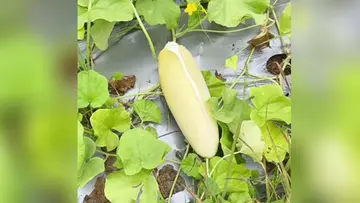 Pavakka