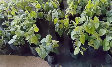 Pepper seedlings