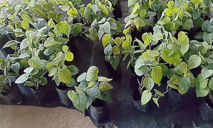 Pepper seedlings