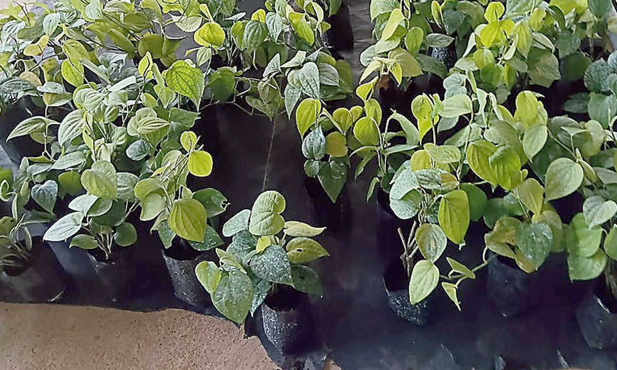 Pepper seedlings