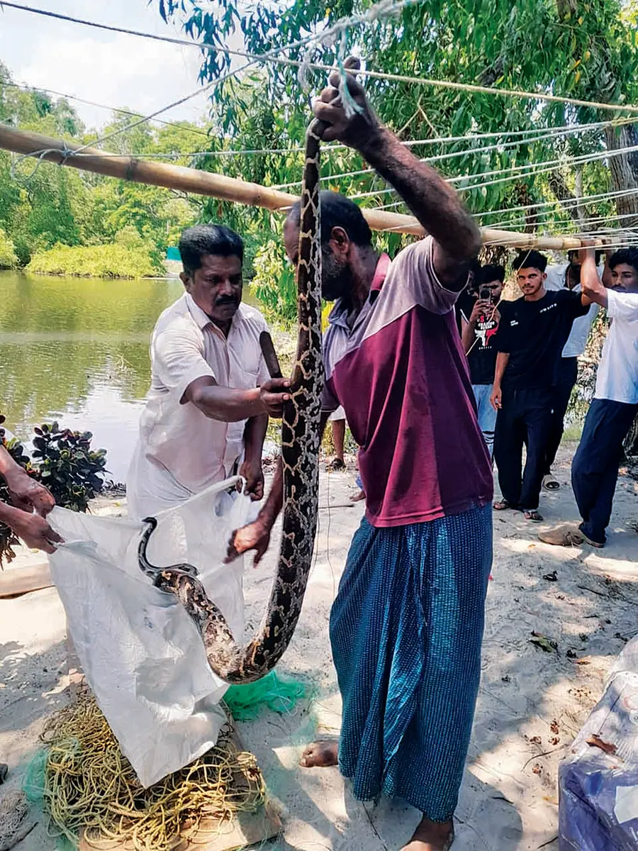 വലയിൽ കുടുങ്ങിയ മലമ്പാമ്പിനെ നാട്ടുകാർ പിടികൂടിയപ്പോൾ
