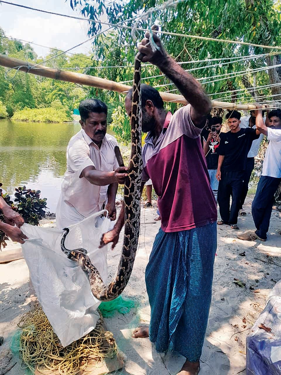 വലയിൽ കുടുങ്ങിയ മലമ്പാമ്പിനെ നാട്ടുകാർ പിടികൂടിയപ്പോൾ