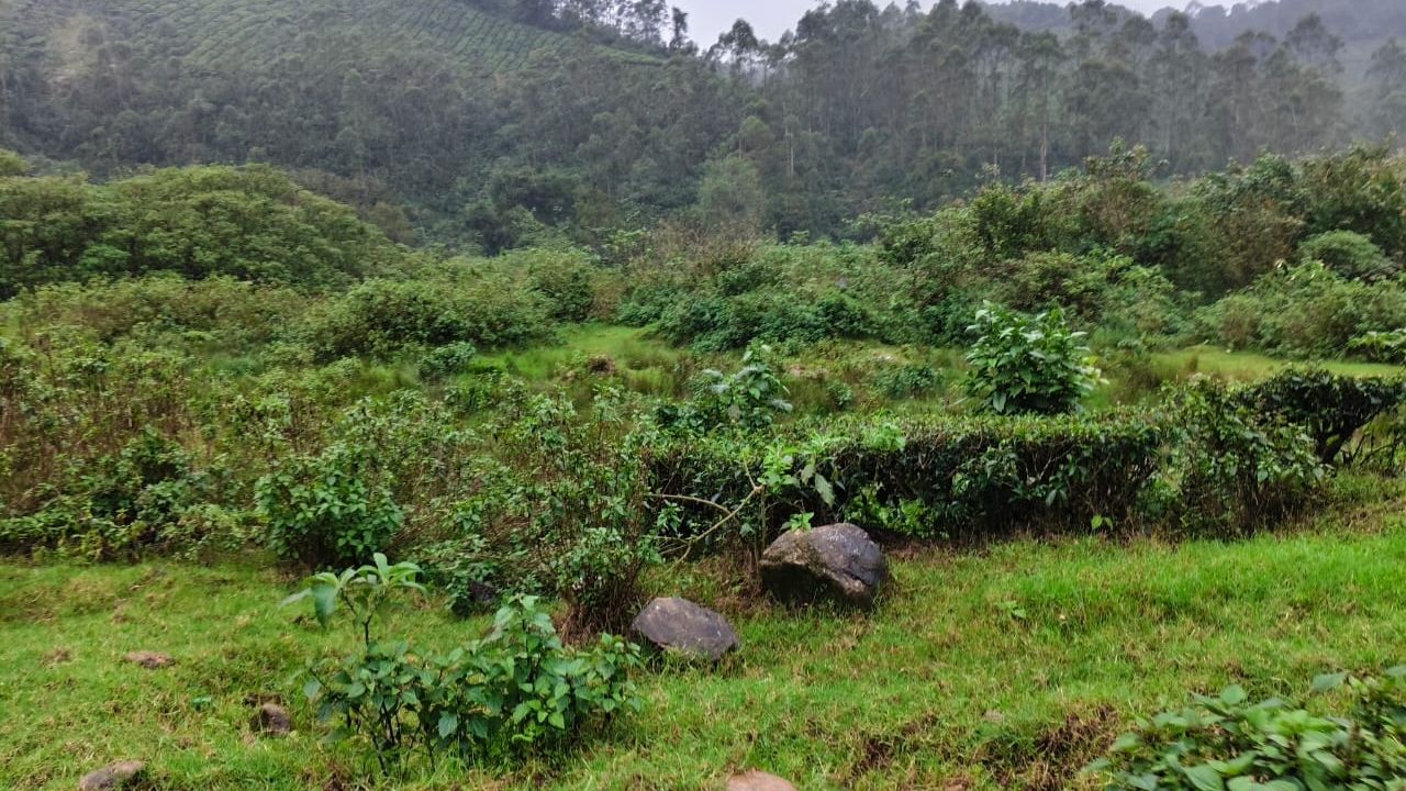 Pettimudi landslide affected area