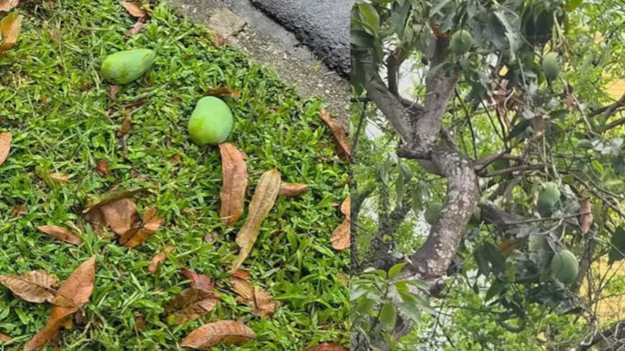 Picking Fallen Mangoes.jpg