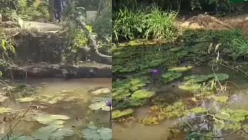 Pond Wayanad