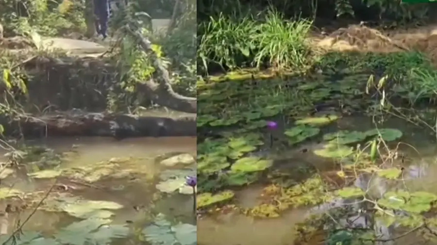 Pond Wayanad