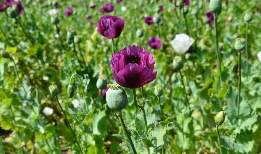 poppy