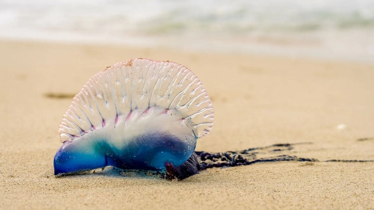 Portugese Man o war.jpg