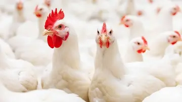 Poultry