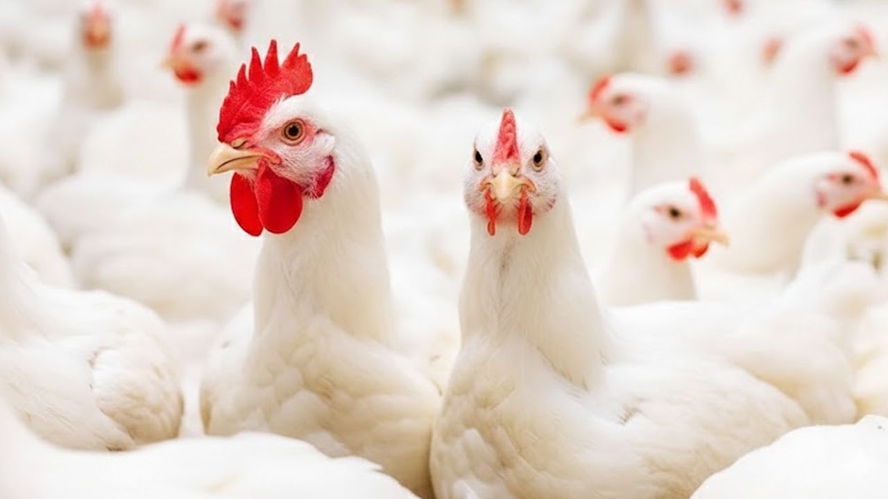 Poultry