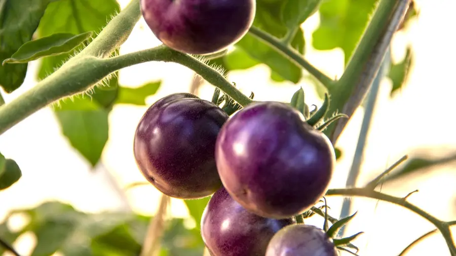 Purple tomato.jpg