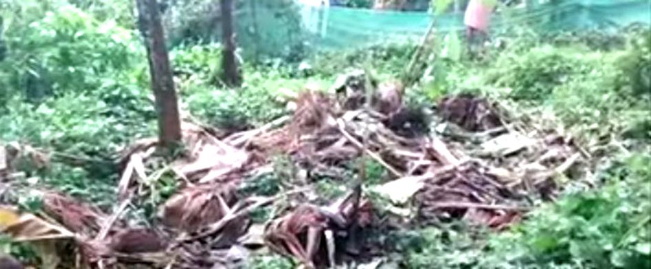 പരുന്ത്പാറയിൽ കാട്ടാനകൾ നശിപ്പിച്ച കൃഷി 