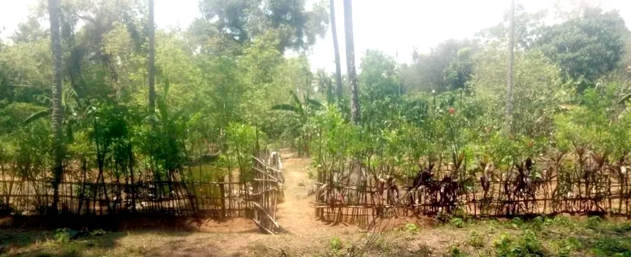 കൊരട്ടി പഞ്ചായത്തിലെ ഗാന്ധിഗ്രാം ആശുപത്രിയിലെ പച്ചത്തുരുത്ത്