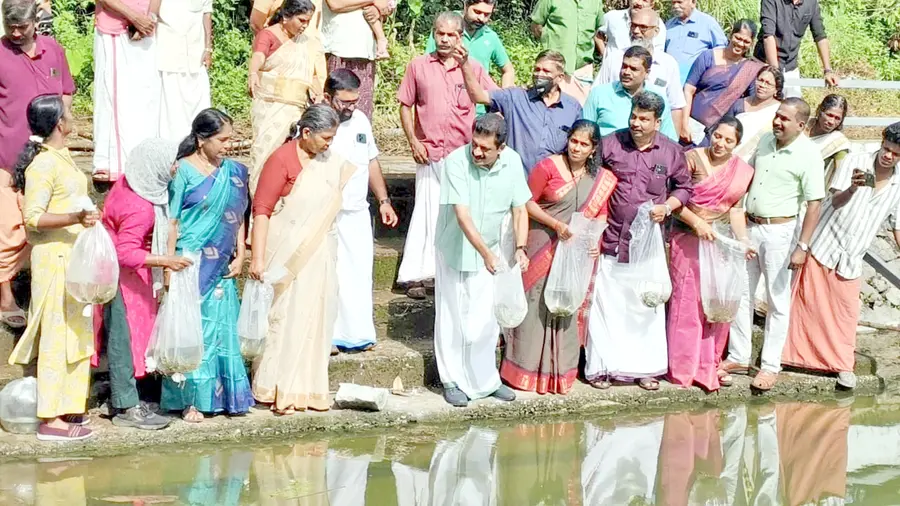 അയ്യങ്കുളത്തിൽ കെ കെ രാമചന്ദ്രൻ എംഎൽഎ മത്സ്യക്കുഞ്ഞുങ്ങളെ നിക്ഷേപിക്കുന്നു