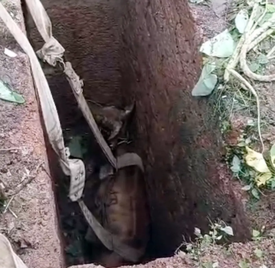 സെപ്റ്റിക് ടാങ്കില്‍ വീണ പശുവിനെ അഗ്നിരക്ഷാസേന പുറത്തെടുക്കുന്നു