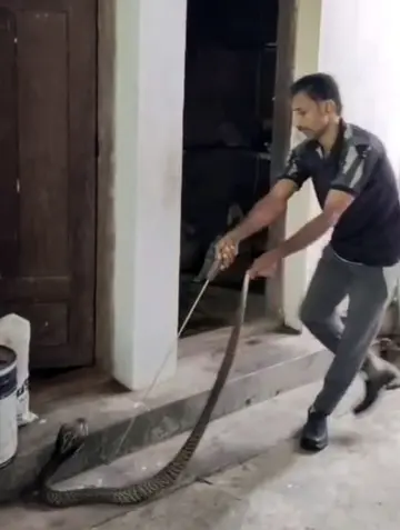 അനില്കുമാറിന്റെ വീടിന്റെ അടുക്കള ഭാഗത്ത് നിന്ന് മൂര്ഖന് പാമ്പിനെ പിടികൂടുന്നു
