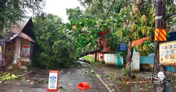 പുത്തൻചിറ പാറമേൽ തൃക്കോവിലിന് സമീപം ശക്തമായ കാറ്റിൽ കടപുഴകി വീണ മാവ്