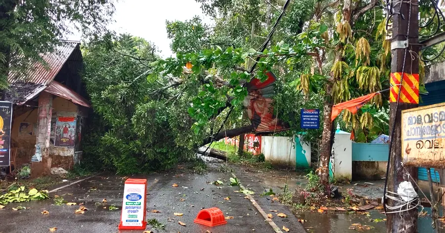 പുത്തൻചിറ പാറമേൽ തൃക്കോവിലിന് സമീപം ശക്തമായ കാറ്റിൽ കടപുഴകി വീണ മാവ്