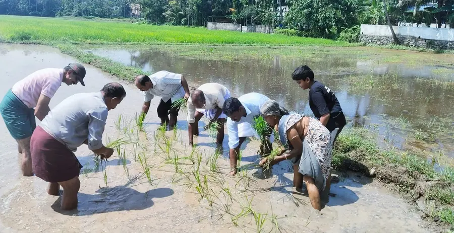 കോരഞ്ചിറ പാടശേഖരത്ത് നടന്ന നടീല്‍ ഉത്സവം  ജില്‍ ആന്റണി ഉദ്ഘാടനം ചെയ്യുന്നു