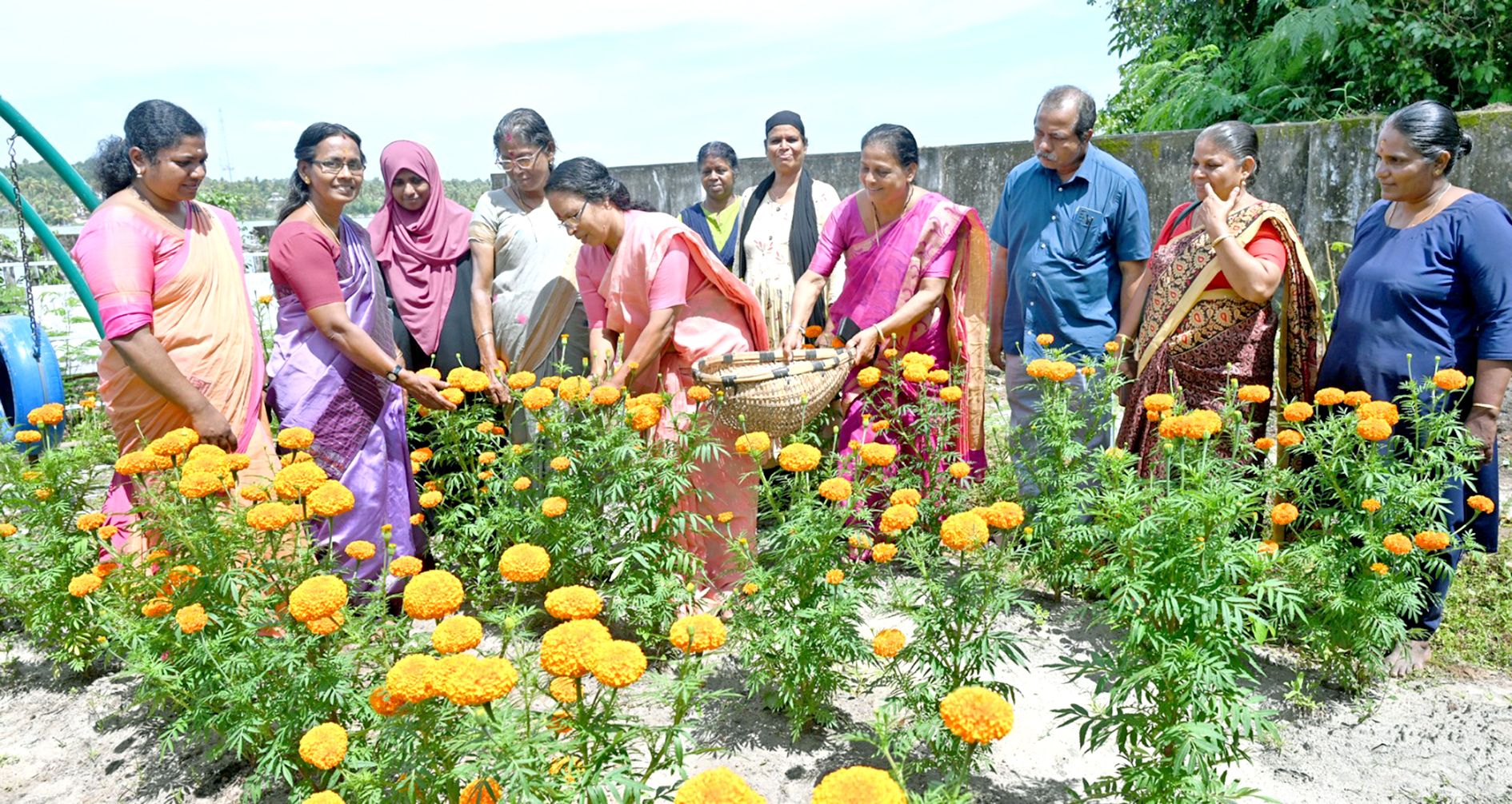 എടത്തിരുത്തി പഞ്ചായത്തിലെ പൂകൃഷി വിളവെടുപ്പ് പ്രസിഡന്റ് ടി കെ ചന്ദ്രബാബു ഉദ്ഘാടനം ചെയ്യുന്നു