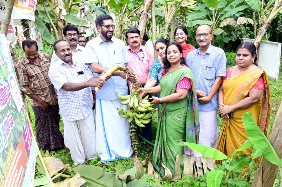എരുമപ്പെട്ടിയിൽ സോയൽ സർവ്വേ ജില്ലാതല മാതൃക നേന്ത്രവാഴ കൃഷിത്തോട്ടം വിളവെടുപ്പ് പഞ്ചായത്ത് പ്രസിഡണ്ട് എസ് ബസന്ത്ലാൽ ഉദ്ഘാടനം ചെയ്യുന്നു