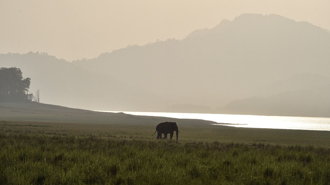 RAJESH KANNAMBALLI ELEPHANT Dhikala 3.jpg