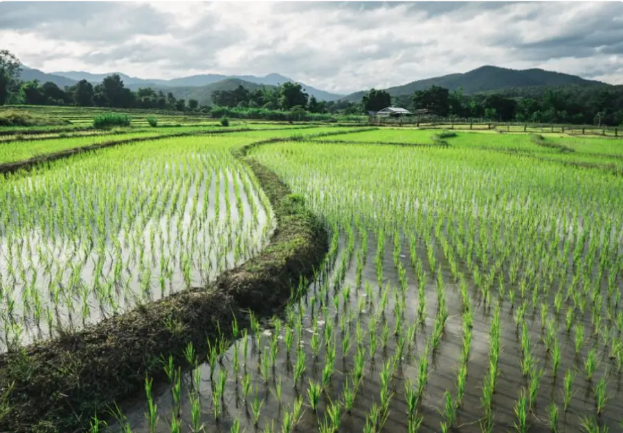 rICE