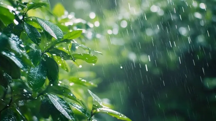 Rain.jpg