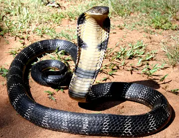 RAJAVEMPALA