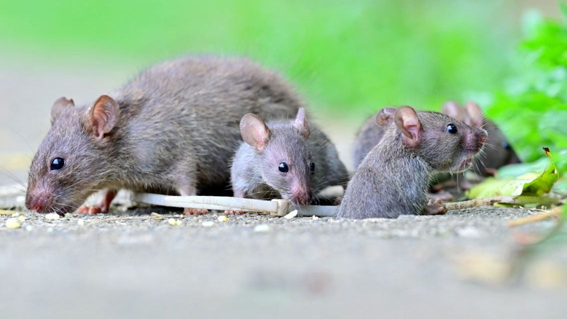 Leptospirosis
