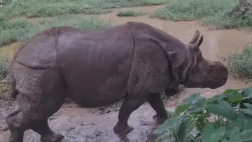 Rhinoceros Shambhu.JPG