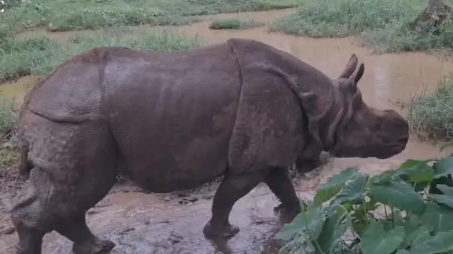 Rhinoceros Shambhu.JPG