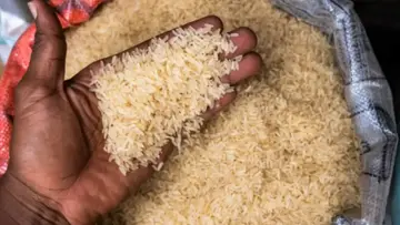 Rice.jpg