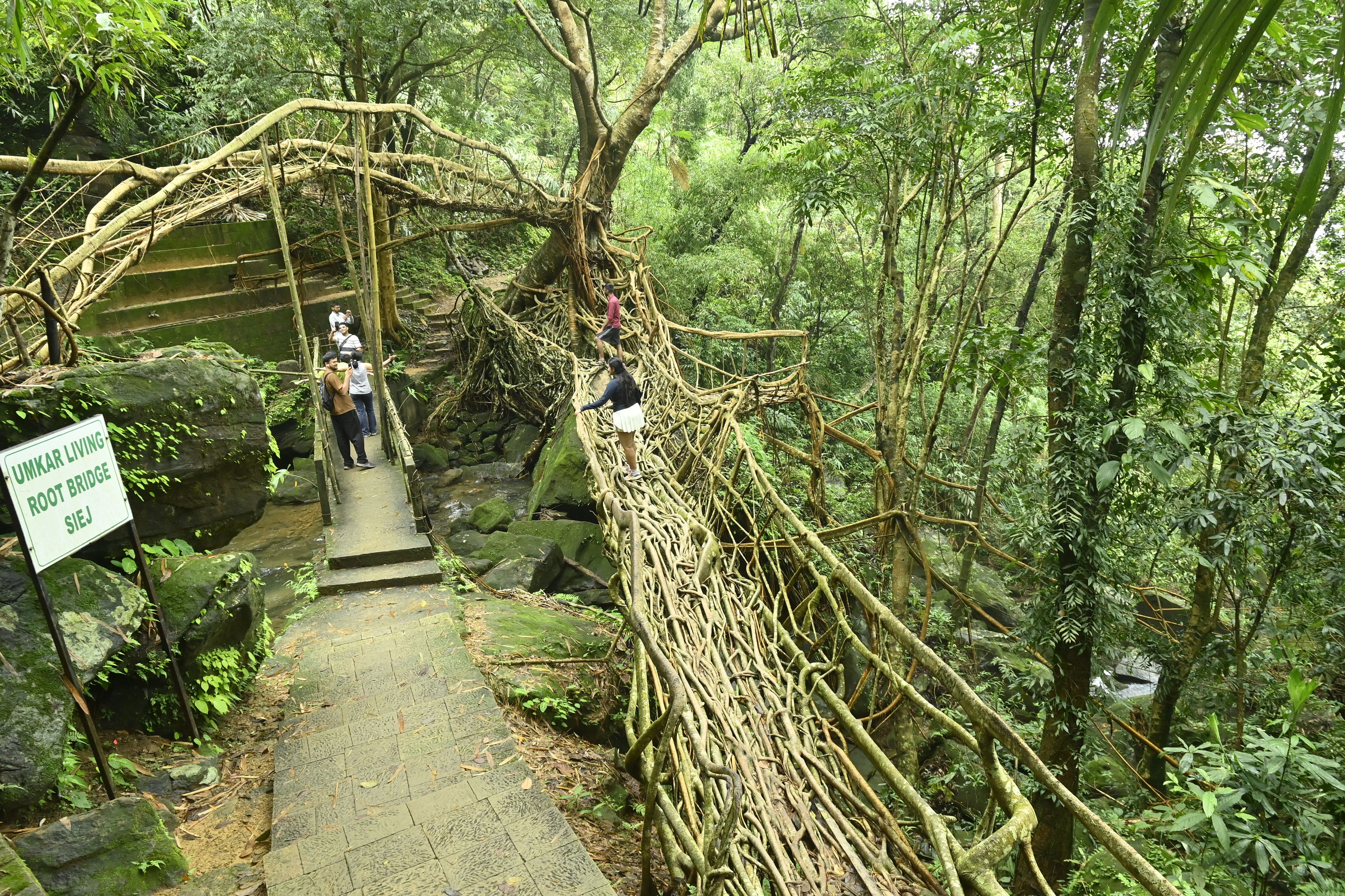 Riwai Living Root Bridge (1).JPG