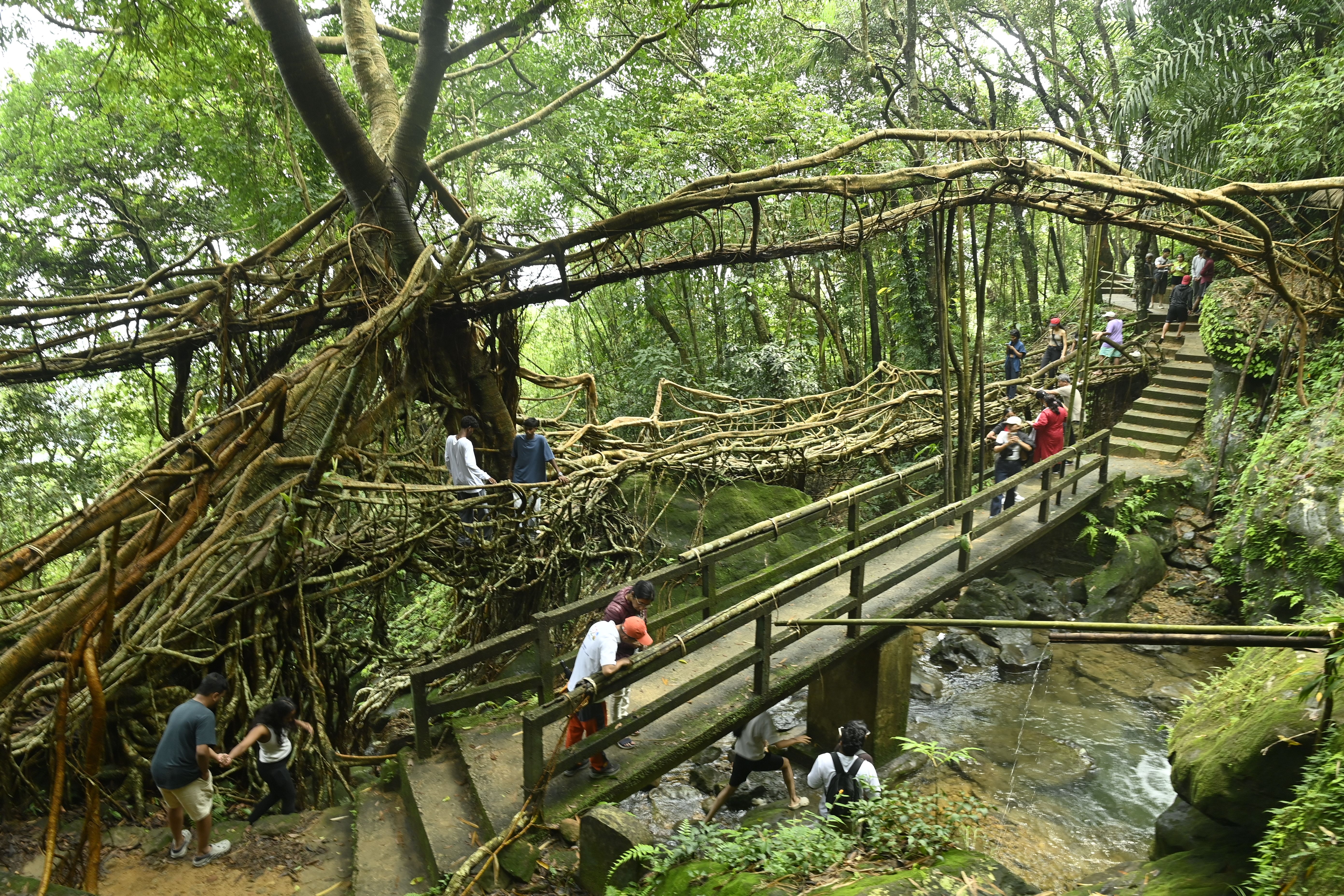 Riwai Living Root Bridge (2).JPG
