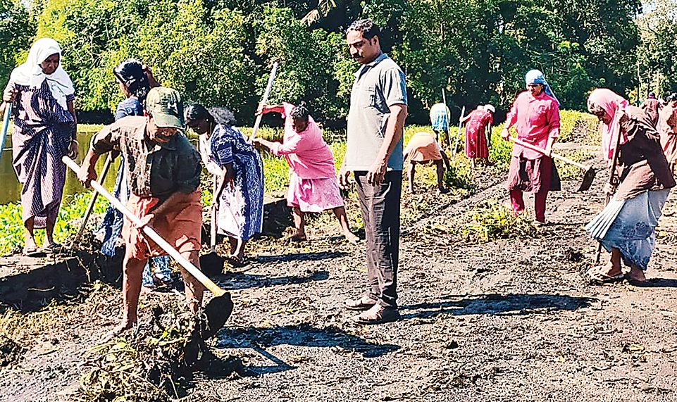 Kuttamperoor Kannankuzhi Bund Road is being cleaned by employment guarantee workers