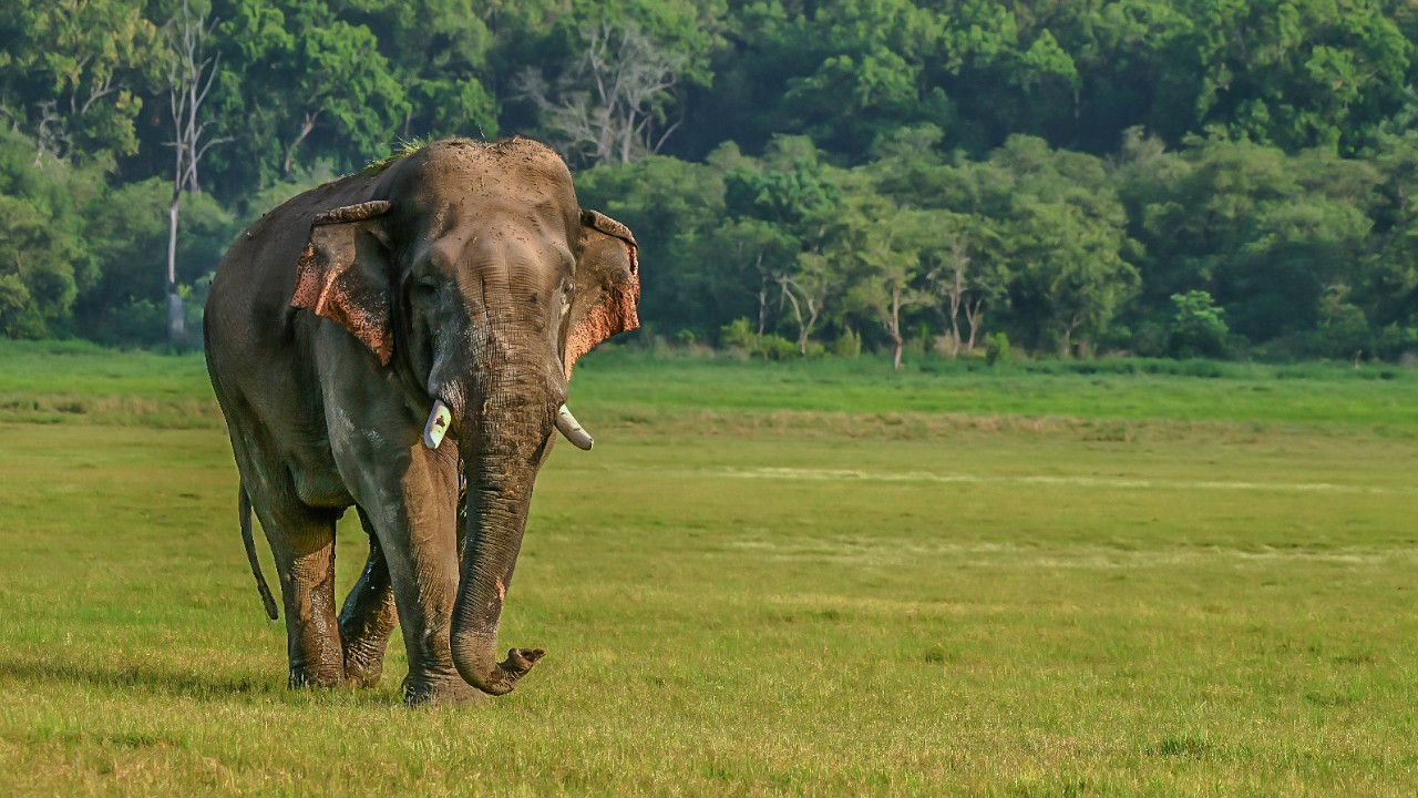 SAJITH KUMAR ELEPHANT Dhikala 10.jpg