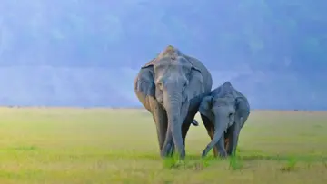 SAJOHN ELEPHANT Dhikala.jpg