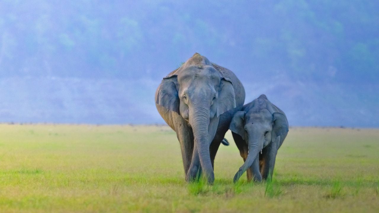 SAJOHN ELEPHANT Dhikala.jpg