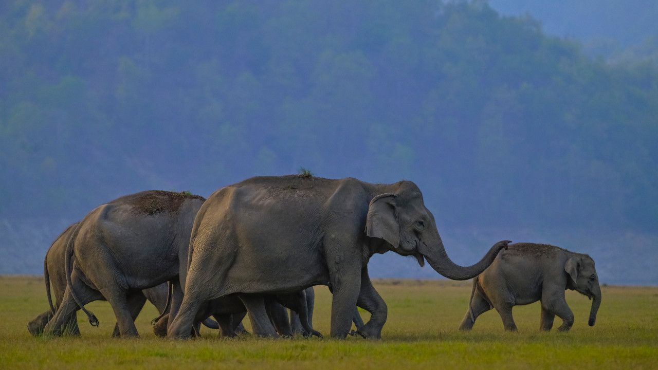 SAJOHN ELEPHANT Dhikala 1.jpg