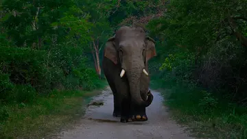 SAJOHN ELEPHANT Dhikala 2.jpg