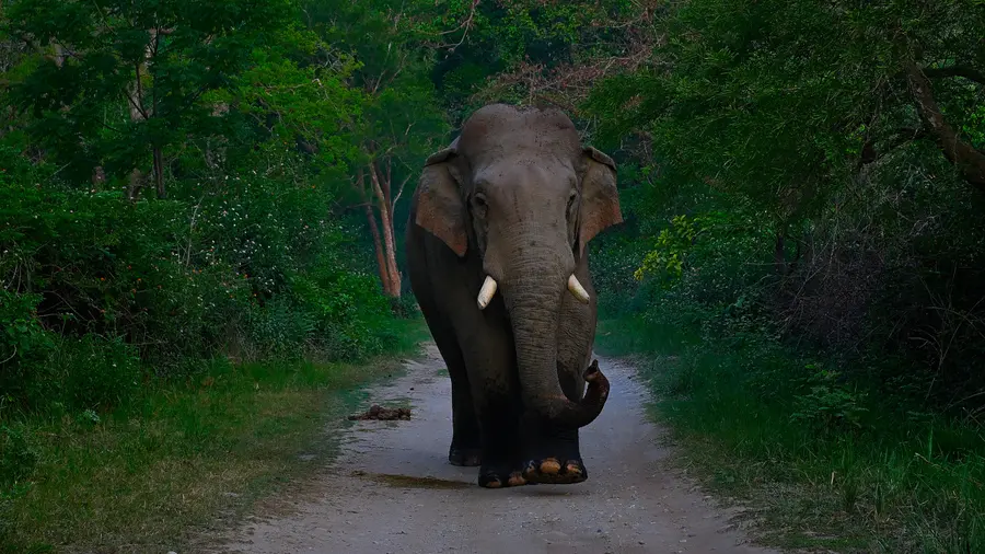 SAJOHN ELEPHANT Dhikala 2.jpg