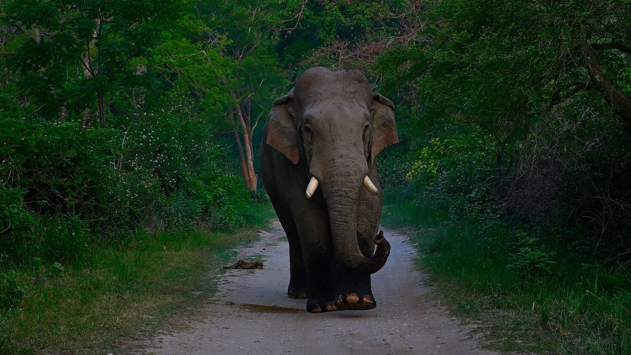 SAJOHN ELEPHANT Dhikala 2.jpg