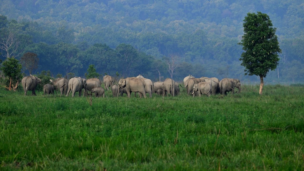 SAJOHN ELEPHANT Dhikala 9.jpg