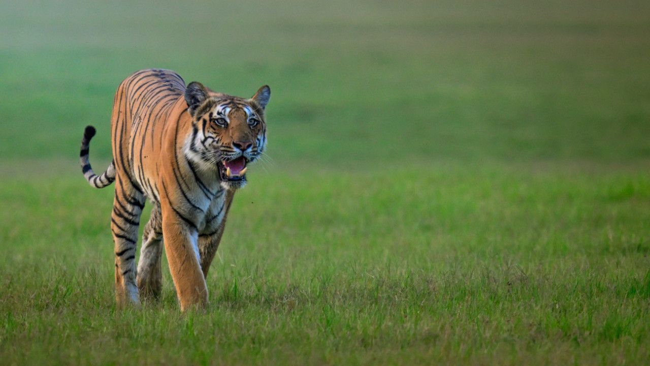 SAJOHN tiger Dhikala 5.jpg
