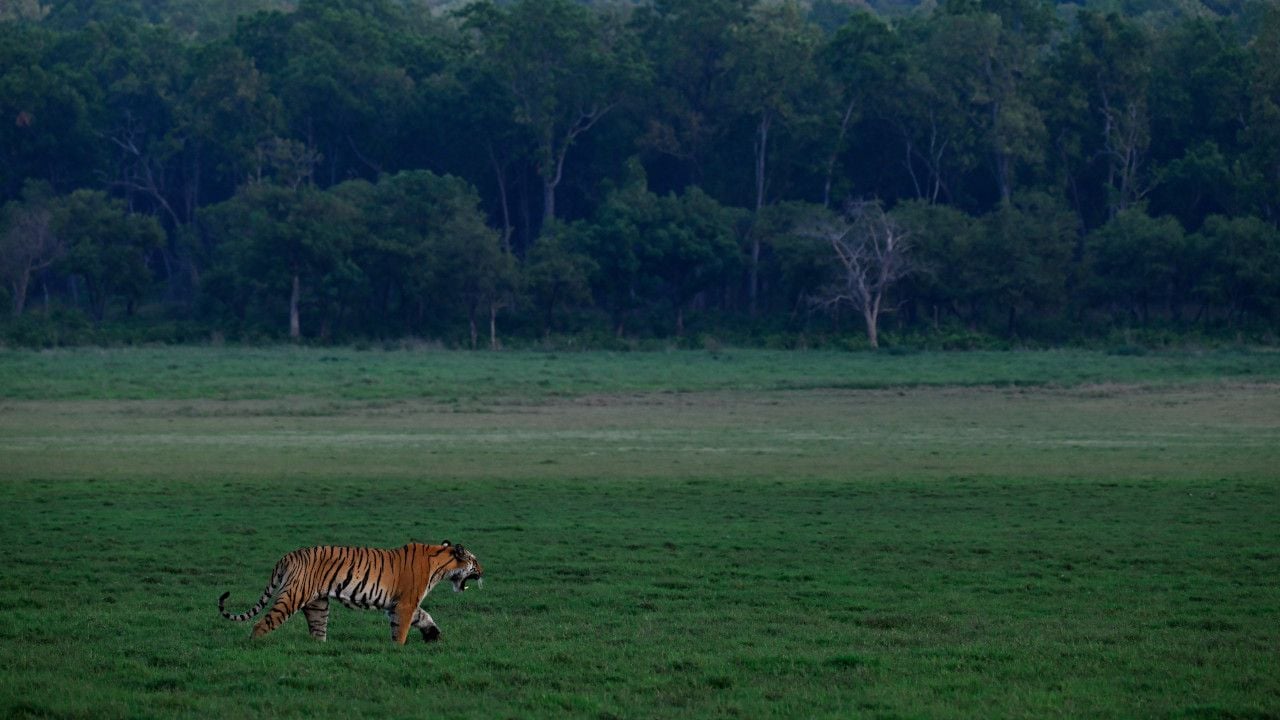 SAJOHN tiger Dhikala 6.jpg