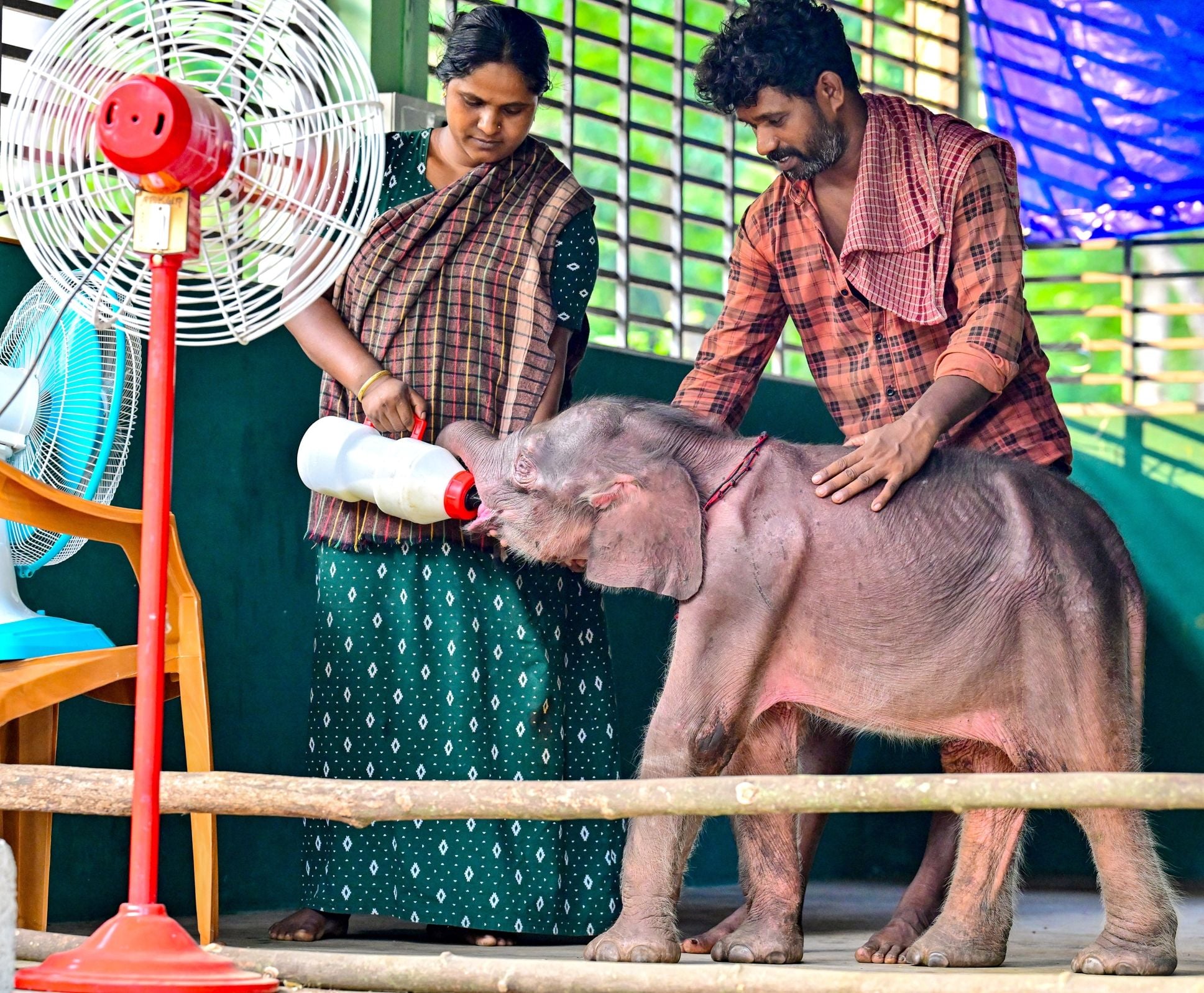 ഉയിരിന്റെ കൺമണിയെ... അട്ടപ്പാടിയിൽനിന്ന് ധോണിയിൽ എത്തിച്ച കുട്ടിയാനയ്-ക്ക് കുപ്പിയിൽ നിറച്ച പാൽ നൽകുന്ന സിന്ധുവും ഭർത്താവ് ബൊമ്മനും (കുങ്കിയാന അഗസ്ത്യന്റെ പാപ്പാൻ).  മേലേ അബ്ബണ്ണൂരിൽ പാറയിടുക്കിൽ പരിക്കേറ്റ നിലയിലാണ് ആനക്കുട്ടിയെ കണ്ടത്. ശനിയാഴ്ച ധോണിയിലെത്തിച്ചു. ചികിത്സയും മുഴുവൻ സമയ നിരീക്ഷണത്തിനും പുറമേ ചൂട് കുറയ്ക്കാൻ ഫാനടക്കമുള്ള സൗകര്യങ്ങളും ഒരുക്കിയിട്ടുണ്ട്    / ഫോട്ടോ: ശരത് കൽപ്പാത്തി