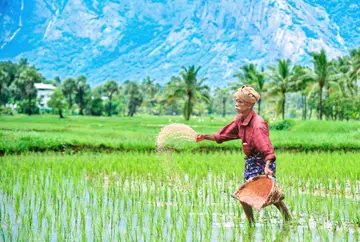 Rice production