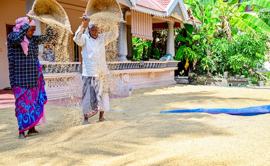 യാക്കര മുറിക്കാവിലെ വീട്ടുമുറ്റത്ത് നെല്ല് കാറ്റത്തിടുന്ന കർഷകത്തൊഴിലാളികൾ
